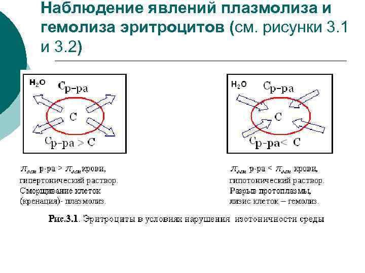 Наблюдение явлений плазмолиза и гемолиза эритроцитов (см. рисунки 3. 1 и 3. 2) 