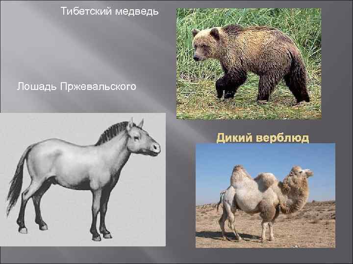 Тибетский медведь Лошадь Пржевальского Дикий верблюд 