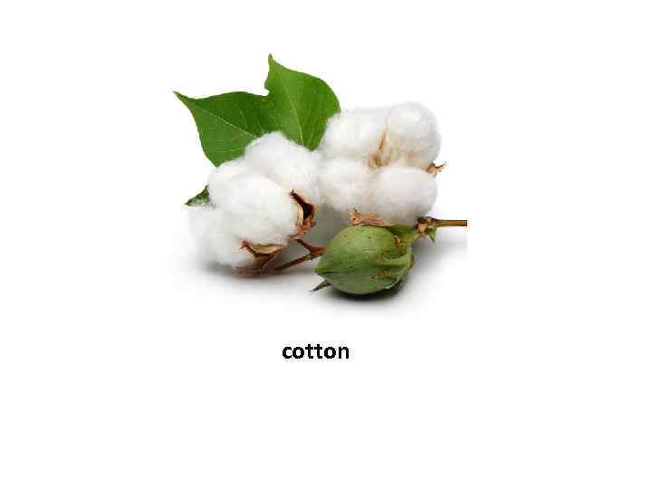 cotton 