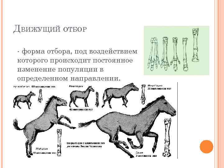 ДВИЖУЩИЙ ОТБОР - форма отбора, под воздействием которого происходит постоянное изменение популяции в определенном