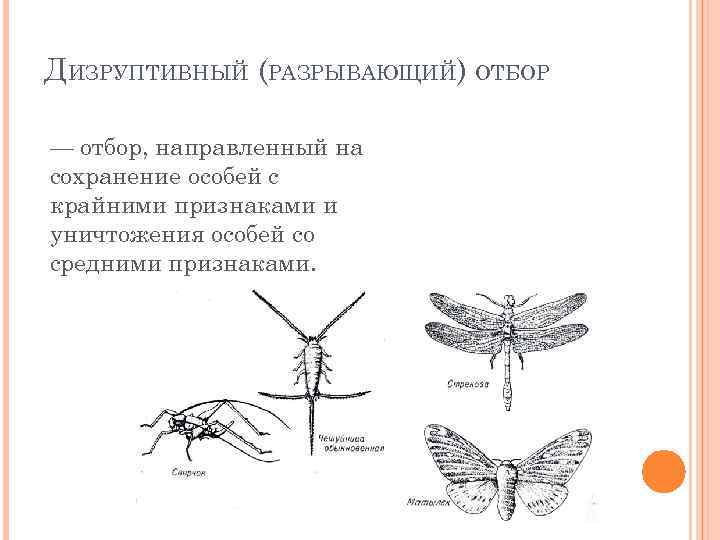 ДИЗРУПТИВНЫЙ (РАЗРЫВАЮЩИЙ) ОТБОР — отбор, направленный на сохранение особей с крайними признаками и уничтожения