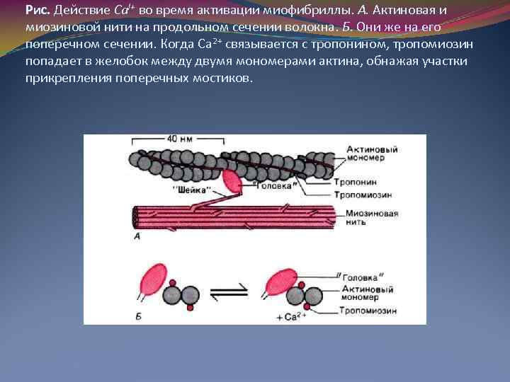Нити актина. Миофибриллы актин миозин. Строение мышцы актин и миозин. Актиновые и миозиновые волокна. Актиновая и миозиновая нити.