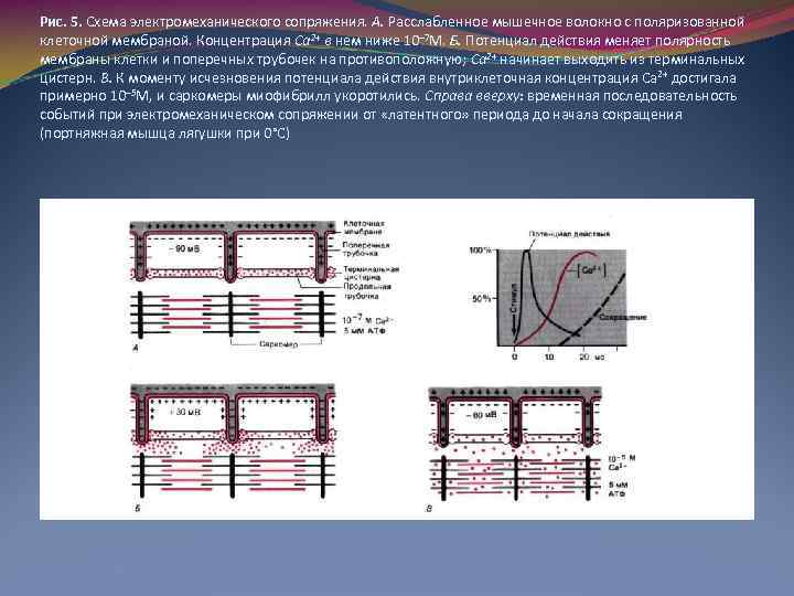 Рис. 5. Схема электромеханического сопряжения. А. Расслабленное мышечное волокно с поляризованной клеточной мембраной. Концентрация
