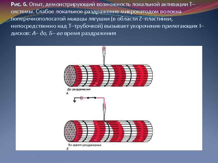 Рис. 6. Опыт, демонстрирующий возможность локальной активации Т– системы. Слабое локальное раздражение микрокатодом волокна