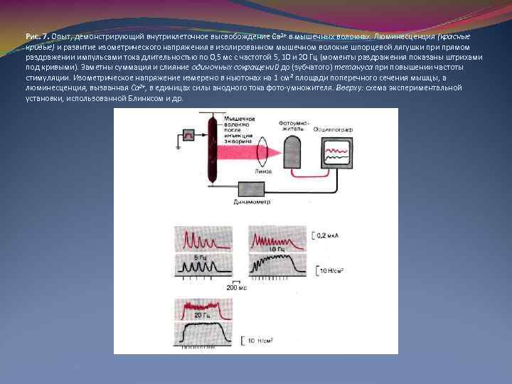 Рис. 7. Опыт, демонстрирующий внутриклеточное высвобождение Са 2+ в мышечных волокнах. Люминесценция (красные кривые)