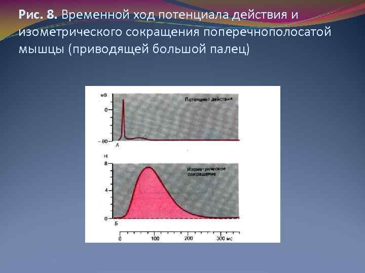 Рис. 8. Временной ход потенциала действия и изометрического сокращения поперечнополосатой мышцы (приводящей большой палец)