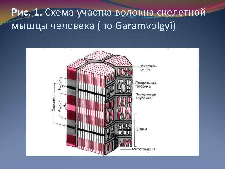 Рис. 1. Схема участка волокна скелетной мышцы человека (по Garamvolgyi) 