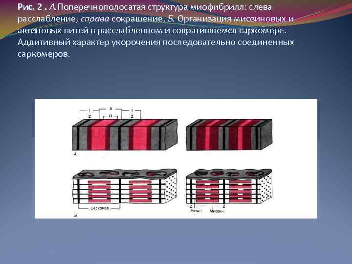 Рис. 2. А. Поперечнополосатая структура миофибрилл: слева расслабление, справа сокращение. Б. Организация миозиновых и