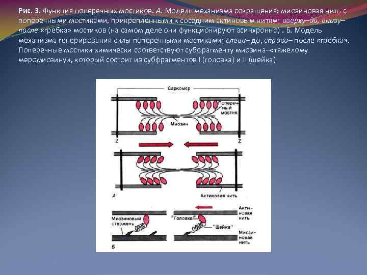 Рис. 3. Функция поперечных мостиков. А. Модель механизма сокращения: миозиновая нить с поперечными мостиками,