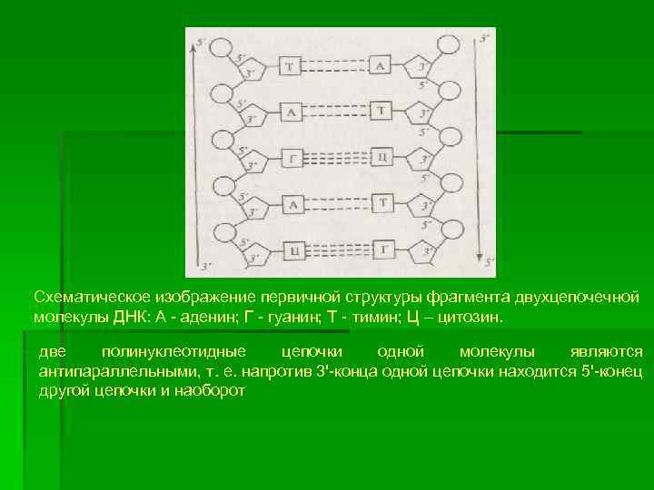 Нарисуйте схему структуры двухцепочечной молекулы днк