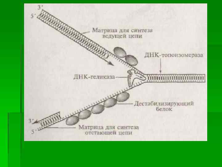 Какая цепь днк матричная. Матричная транскрибируемая цепь ДНК. Смысловая цепочка ДНК.