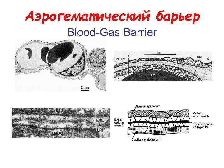 Аэрогематический барьер Blood Gas Barrier 