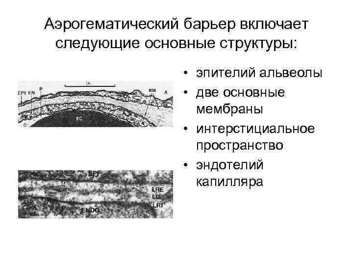 Аэрогематический барьер включает следующие основные структуры: • эпителий альвеолы • две основные мембраны •