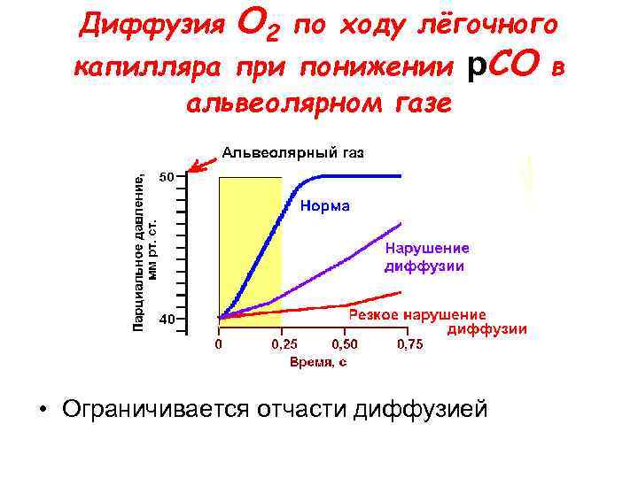 Диффузия O 2 по ходу лёгочного капилляра при понижении р. СО в альвеолярном газе
