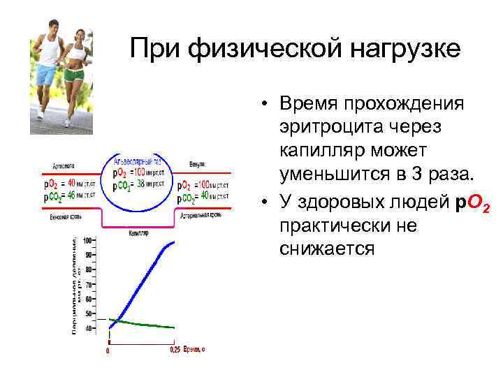 При физической нагрузке • Время прохождения эритроцита через капилляр может уменьшится в 3 раза.