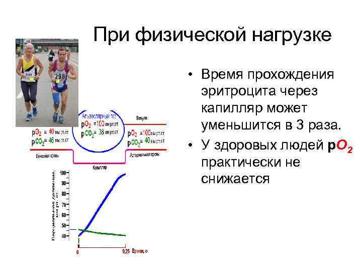 При физической нагрузке • Время прохождения эритроцита через капилляр может уменьшится в 3 раза.