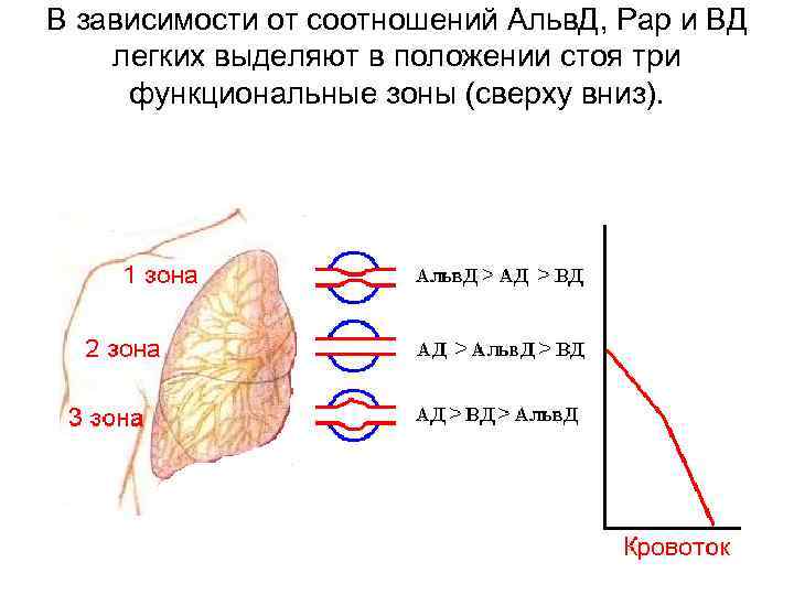 В зависимости от соотношений Альв. Д, Рар и ВД легких выделяют в положении стоя