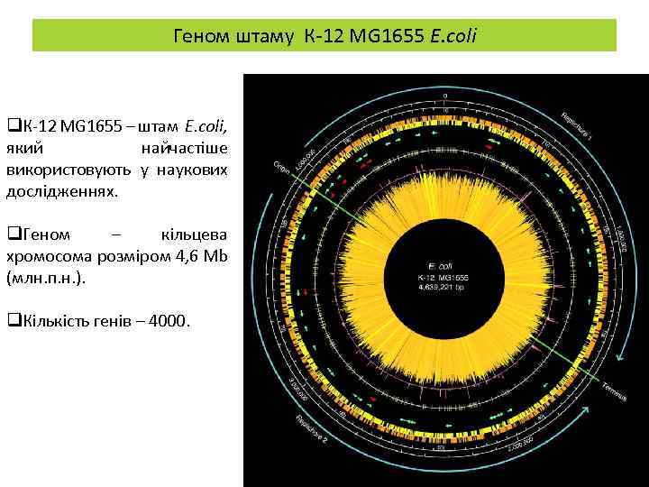 Геном штаму К-12 MG 1655 E. coli q. К-12 MG 1655 – штам E.
