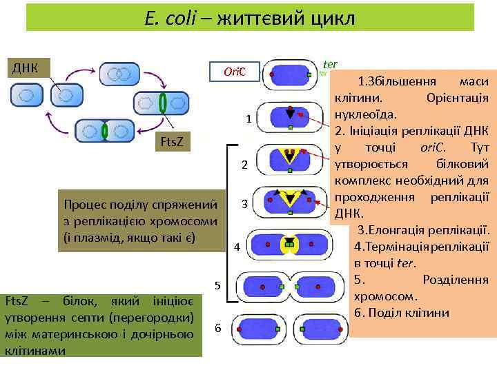 E. coli – життєвий цикл ДНК ter Ori. С 1 Fts. Z 2 Процес