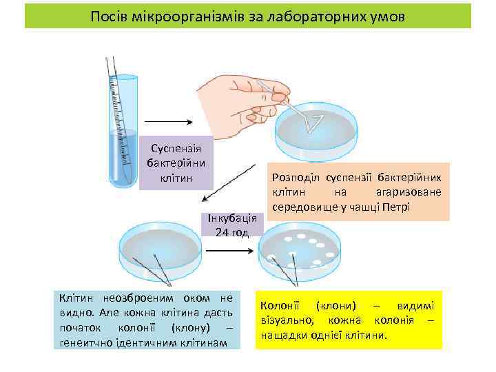 Посів мікроорганізмів за лабораторних умов Суспензія бактерійни клітин Інкубація 24 год Клітин неозброєним оком