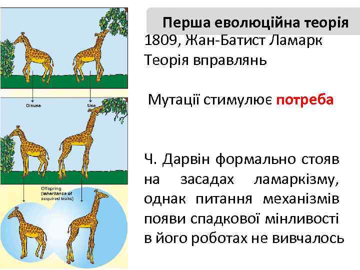 Перша еволюційна теорія 1809, Жан-Батист Ламарк Теорія вправлянь Мутації стимулює потреба Ч. Дарвін формально