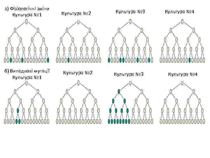 а) Фізіологічні зміни Культура № 1 б) Випадкові мутації Культура № 1 Культура №