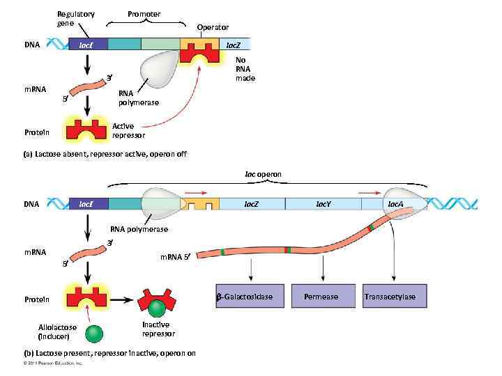 Regulatory gene DNA Promoter Operator lac. I lac. Z No RNA made 3 m.