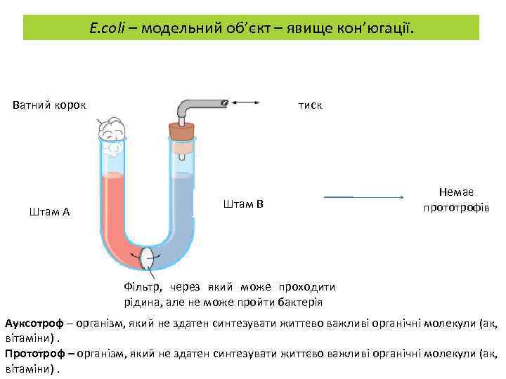 E. coli – модельний об’єкт – явище кон’югації. Ватний корок Штам А тиск Штам