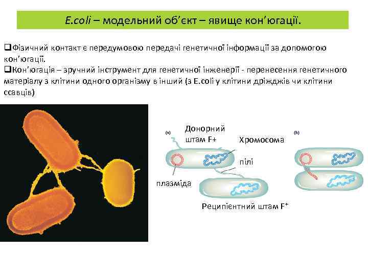 E. coli – модельний об’єкт – явище кон’югації. q. Фізичний контакт є передумовою передачі
