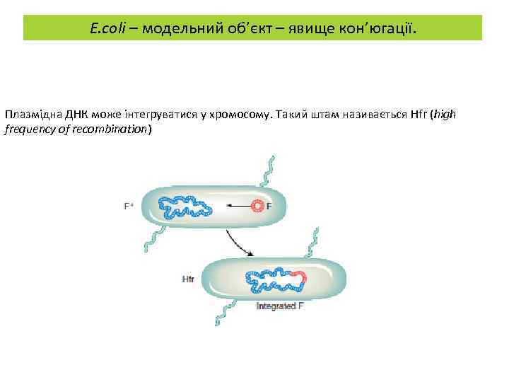 E. coli – модельний об’єкт – явище кон’югації. Плазмідна ДНК може інтегруватися у хромосому.