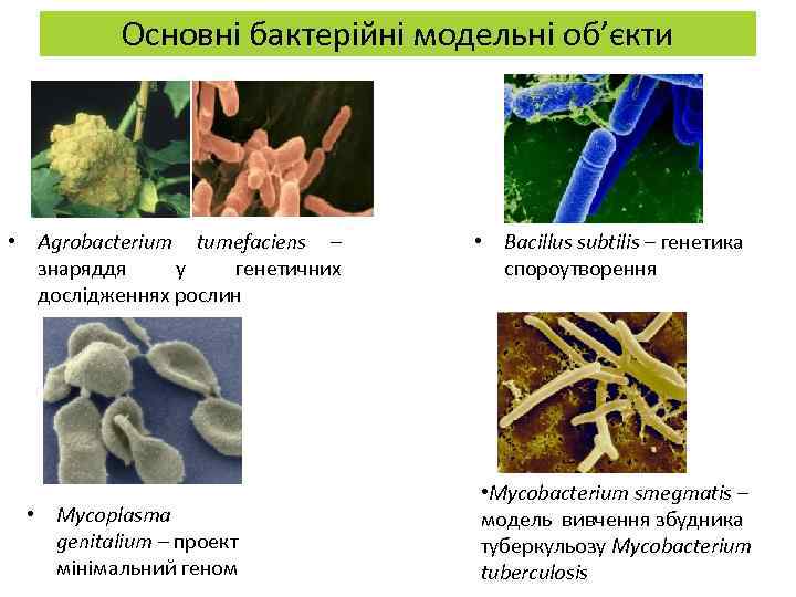 Основні бактерійні модельні об’єкти • Agrobacterium tumefaciens – знаряддя у генетичних дослідженнях рослин •