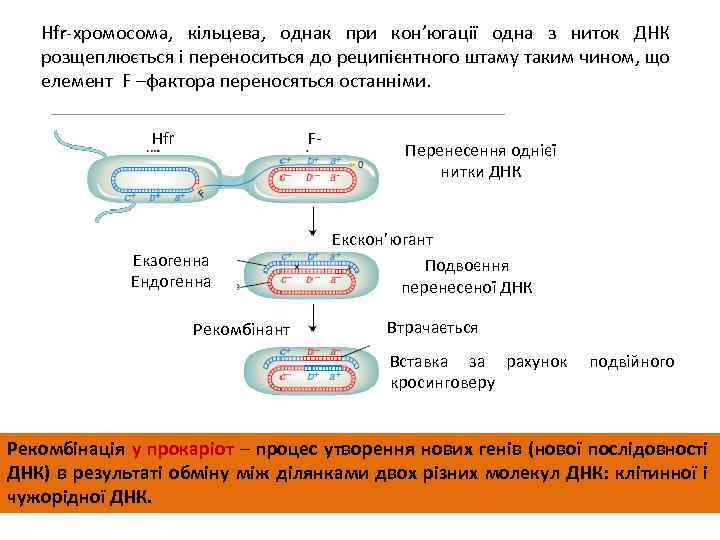 Hfr-хромосома, кільцева, однак при кон’югації одна з ниток ДНК розщеплюється і переноситься до реципієнтного