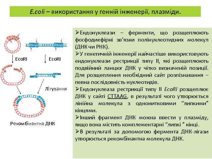 E. coli – використання у генній інженерії, плазміди. Eco. RI Лігування Рекомбінантна ДНК ØЕндонуклеази