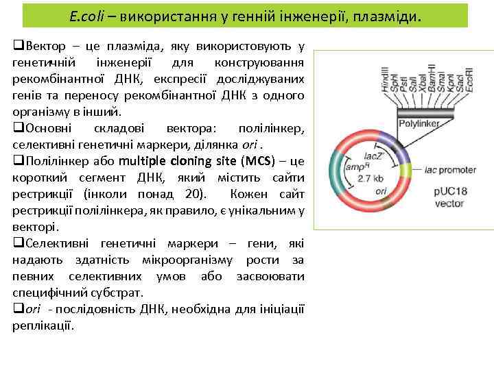 E. coli – використання у генній інженерії, плазміди. q. Вектор – це плазміда, яку