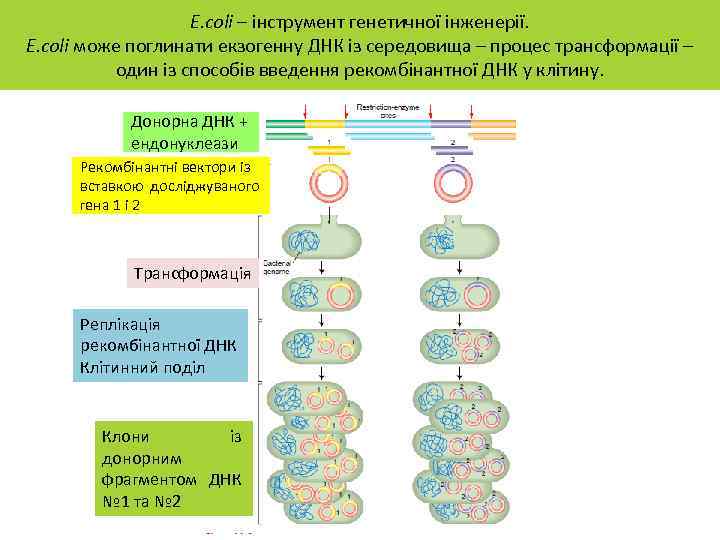 E. coli – інструмент генетичної інженерії. E. сoli може поглинати екзогенну ДНК із середовища