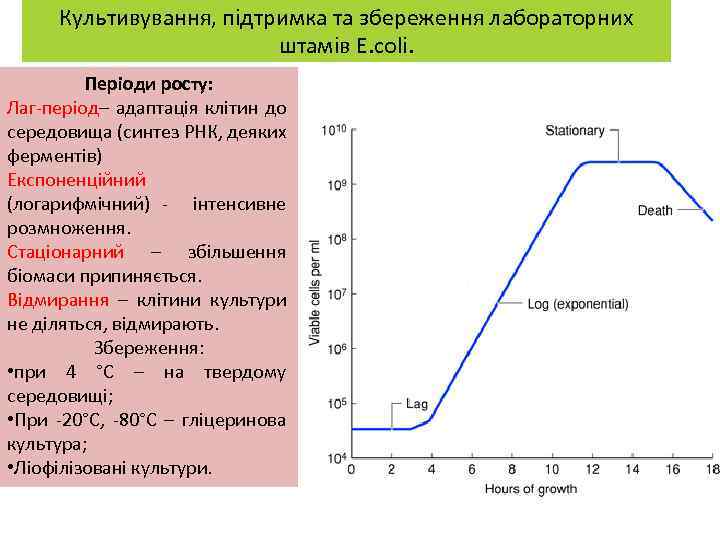 Культивування, підтримка та збереження лабораторних штамів E. coli. Періоди росту: Лаг-період– адаптація клітин до