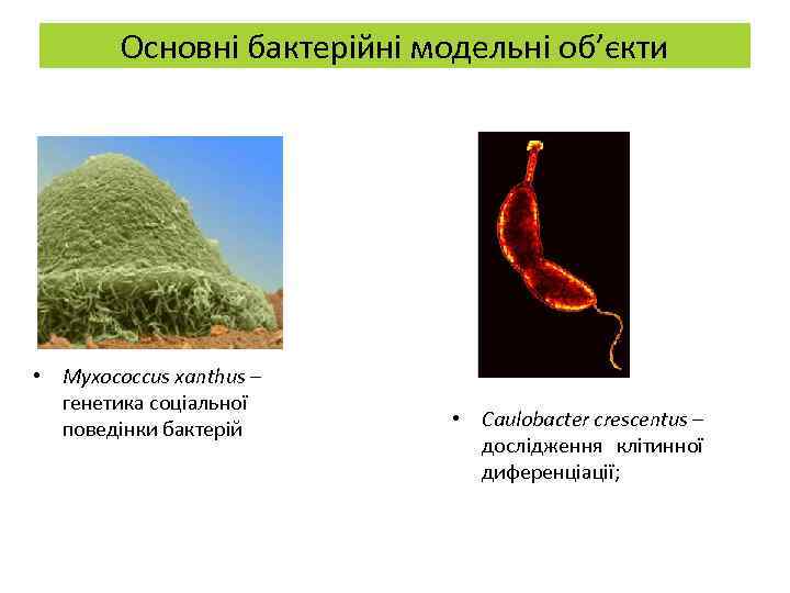 Основні бактерійні модельні об’єкти • Myxococcus xanthus – генетика соціальної поведінки бактерій • Caulobacter