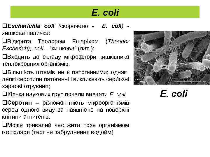E. coli q. Escherichia coli (скорочено - E. сoli) кишкова паличка: q. Відкрита Теодором