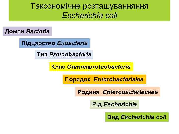 Таксономічне розташуванняння Escherichia coli Домен Bacteria Підцарство Eubacteria Тип Proteobacteria Клас Gammaproteobacteria Порядок Enterobacteriales
