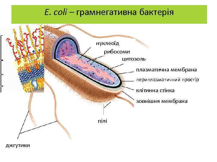 E. coli – грамнегативна бактерія нуклеоїд рибосоми цитозоль плазматична мембрана периплазматичний простір клітинна стінка