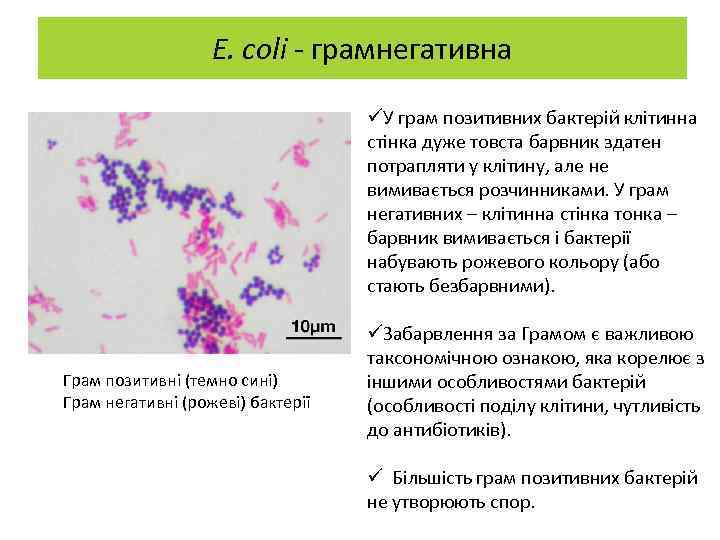 E. coli - грамнегативна üУ грам позитивних бактерій клітинна стінка дуже товста барвник здатен