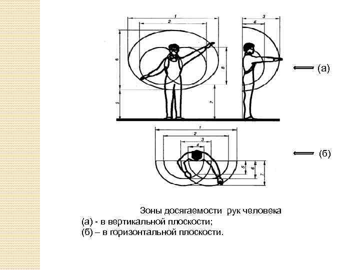 (а) (б) Зоны досягаемости рук человека (а) - в вертикальной плоскости; (б) – в