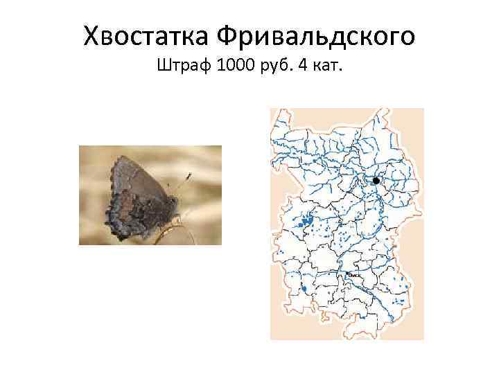 Хвостатка Фривальдского Штраф 1000 руб. 4 кат. 