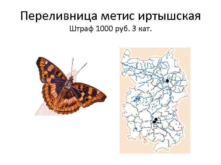 Переливница метис иртышская Штраф 1000 руб. 3 кат. 