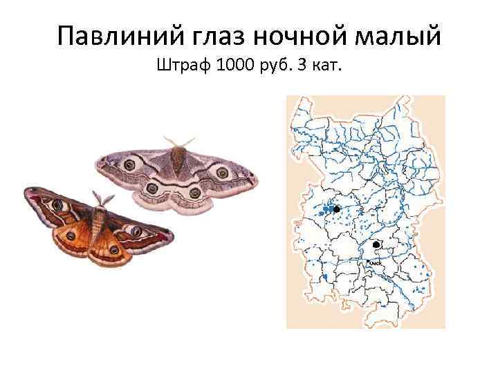 Павлиний глаз ночной малый Штраф 1000 руб. 3 кат. 