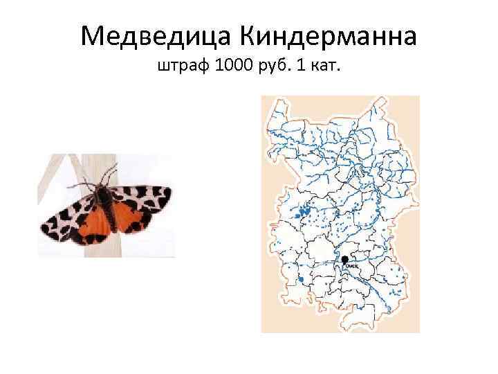 Медведица Киндерманна штраф 1000 руб. 1 кат. 
