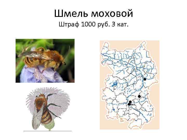 Шмель моховой Штраф 1000 руб. 3 кат. 