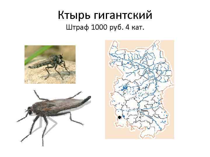 Ктырь гигантский Штраф 1000 руб. 4 кат. 