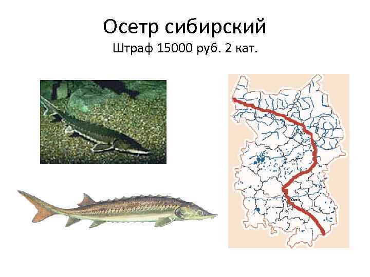 Осетр сибирский Штраф 15000 руб. 2 кат. 