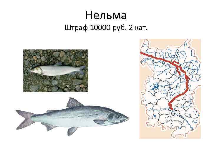 Нельма Штраф 10000 руб. 2 кат. 